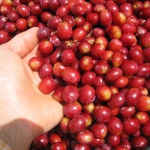 201610 cherry.jpg